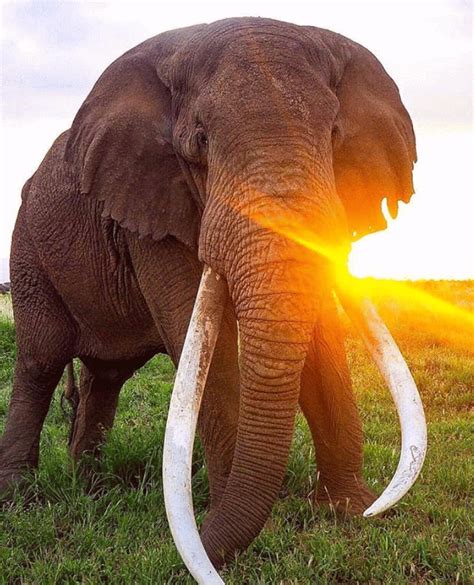 Variette | Awsome pictures, Elephant, Save the elephants