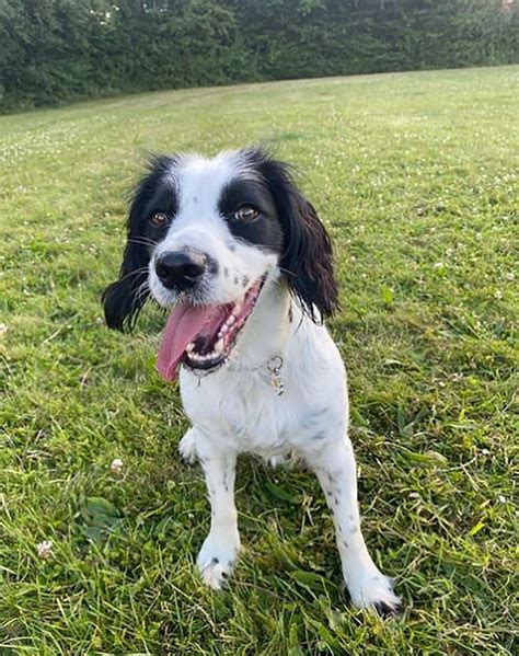 29 Springer Spaniel Mixes You Won’t Be Able To Resist