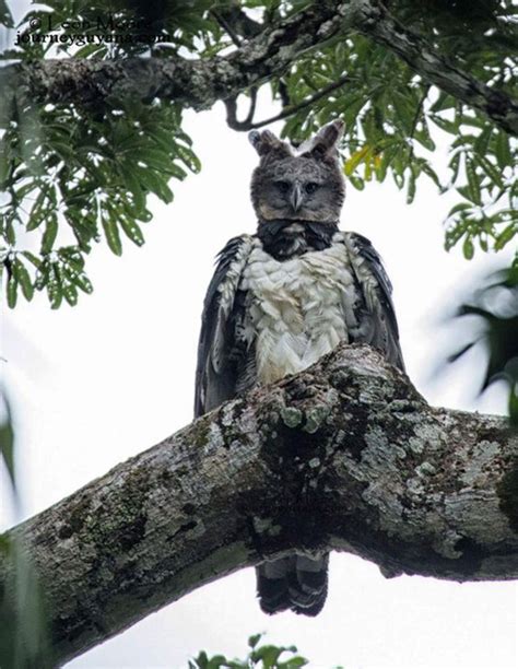 Conoce al águila arpía, una de las aves más grandes y poderosas del ...