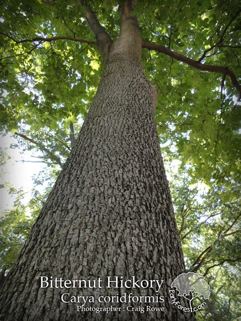 Early Forest : Tree Photography and Information: Bitternut Hickory Bark