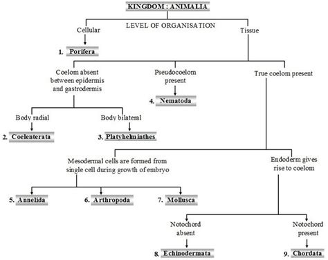 What are the Characteristics of the Kingdom Animalia | Biology facts, Biology notes, Kingdom ...