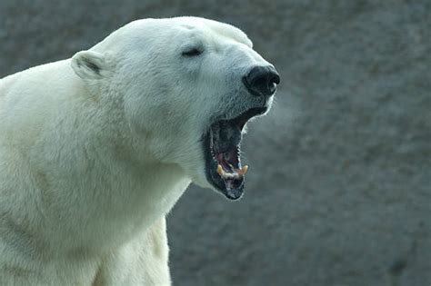 Polar Bear Snarling