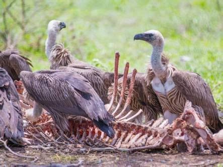 vultures eating carcass - Google Search | Vulture, Vulture culture, Avian