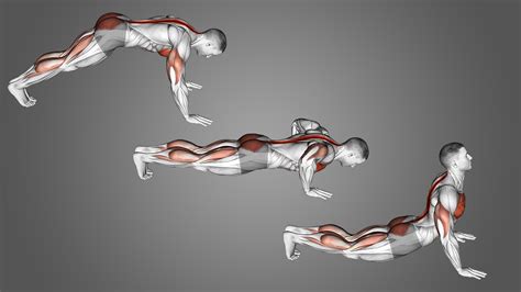 Cobra Push-Up: Benefits, Muscles Worked, More - Inspire US