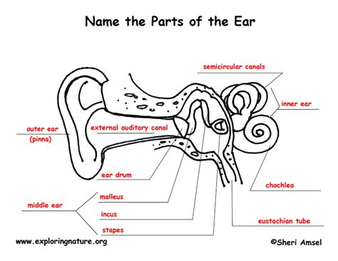 Ear Worksheet For Grade 3