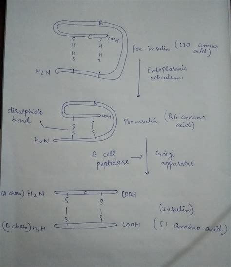 [Solved] Insulin, a protein formed from 1 gene. Notice how this protein is... | Course Hero