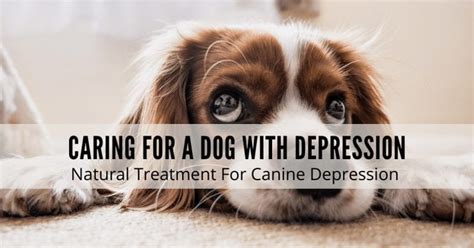 Is My Dog Depressed? Dog With Depression