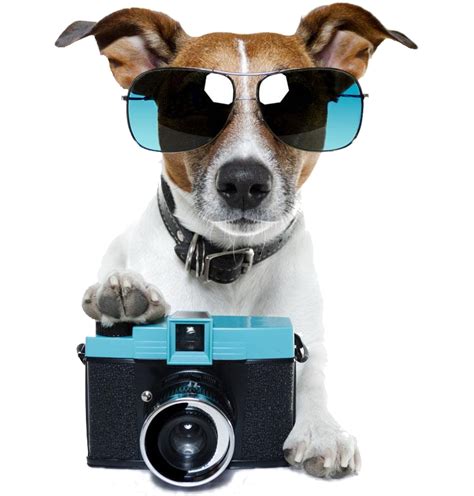 Professional Dog Photos! | Chelmsford Dog Association