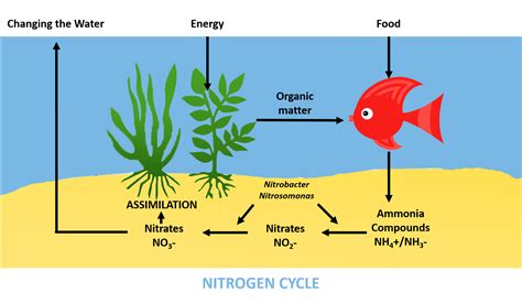 Aquarium Nitrogen Cycle Steps