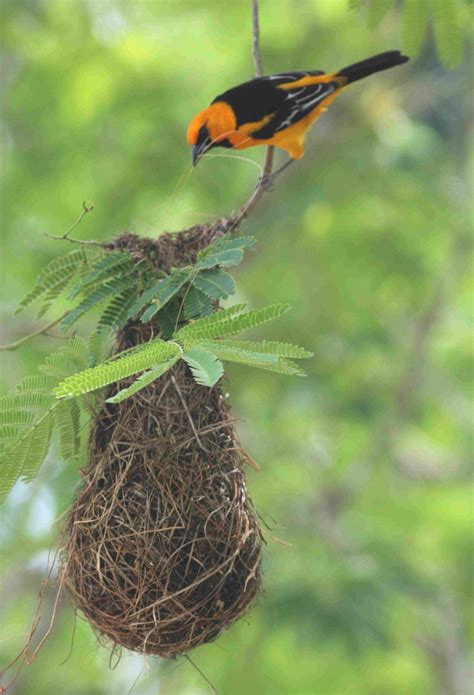 Impressive Nest Building by Orioles | Birding Wire