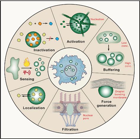 Figure 3 from Considerations and Challenges in Studying Liquid-Liquid Phase Separation and ...