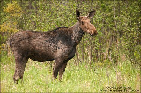 Photo :: Young female moose in spring