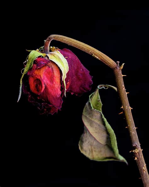 dead rose wallpaper,flower,plant,still life photography,bud,flowering plant (#590597) - WallpaperUse