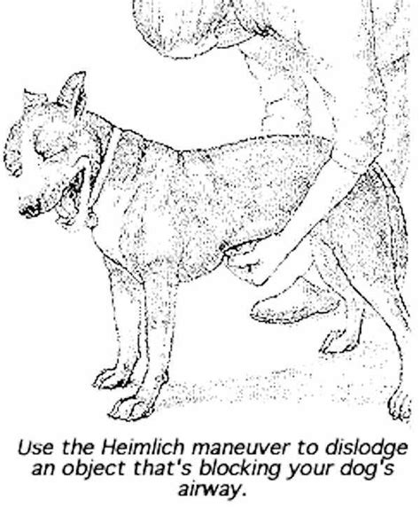 How To Perform the Heimlich Maneuver on Dogs