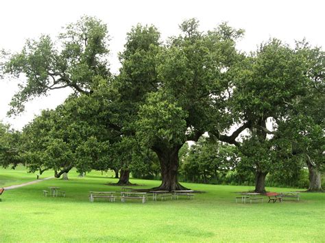 Chalmette Battlefield, War of 1812, Battle of New Orleans … | Flickr