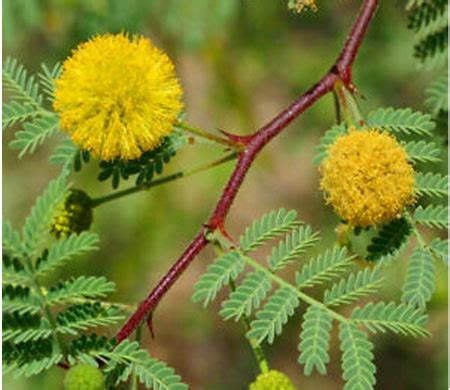 What is Vachellia Nilotica? What are the Health Benefits, Uses and Sid ...