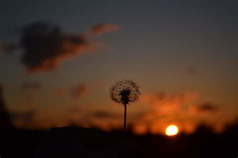 Close up photo of dandelion during sunset HD wallpaper | Wallpaper Flare