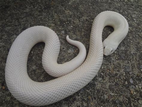 10 Western Hognose Snake Morphs | Western hognose snake, Hognose snake, Pet snake