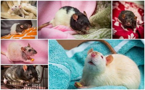 7 Types of Pet Rats: Domestic Rat Varieties Explored