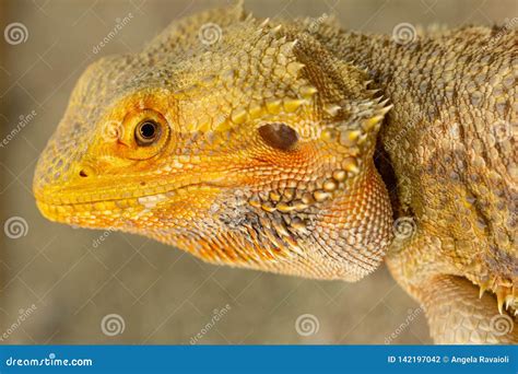 Pogona or Bearded dragon stock photo. Image of vitticeps - 142197042