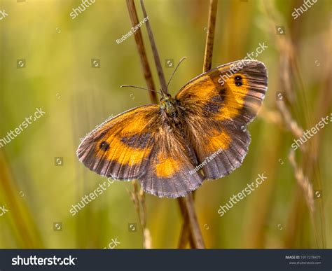 816 Gatekeeper butterfly Images, Stock Photos & Vectors | Shutterstock