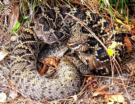 Free Eastern Diamondback Rattlesnake Stock Photo - FreeImages.com