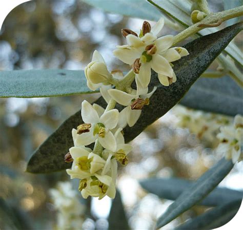 Olive - The regeneration Flower | I LOVE HOMEOPATHY | Flower essences ...