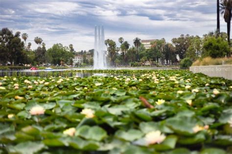 Sea of Sacred Lotus Flowers in Los Angeles | Try Something Fun