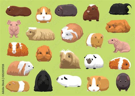 Various Breeds Guinea Pig Cartoon Vector Illustration Stock Vector | Adobe Stock