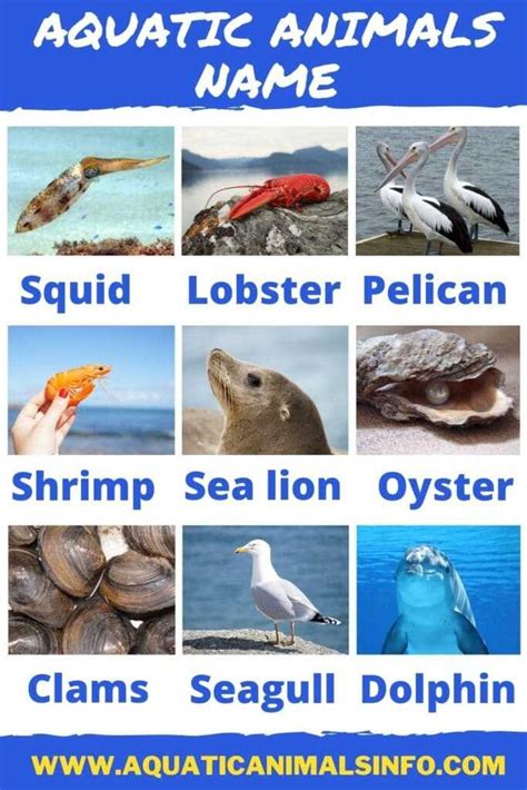 60+ Aquatic Animals Name: List With Pictures | Animals' Space