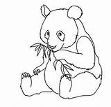 Unleash Your Creativity With Panda Bear Coloring Pages sketch template