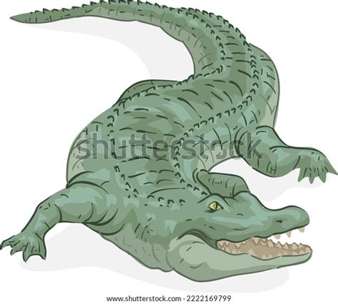 Illustration Crocodile Open Mouth Stock Vector (Royalty Free ...