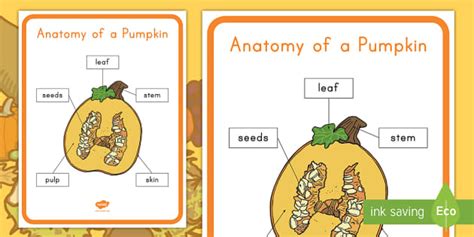 Pumpkin Anatomy Poster | Printable Fall Resource | Twinkl