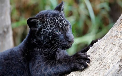 2001150922_jaguar_2.jpg (1920×1200) | Tierbabys, Panther junges ...