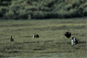 Greater Sage Grouse Conservation Efforts