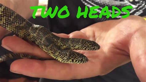 RARE Two headed snake!!! It Does Exist - YouTube