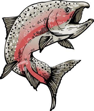 Salmon in spawning colors swimming or jumping. 2 spot colors plus... | Fish drawings, Salmon ...