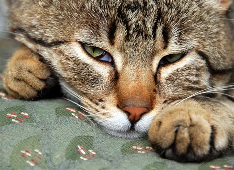 Can cats sleep with their eyes open?— Modern Vet