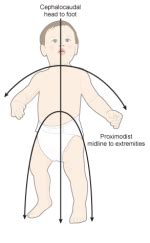 Explain Cephalocaudal Growth Pattern – Detais – KEY TO INFO