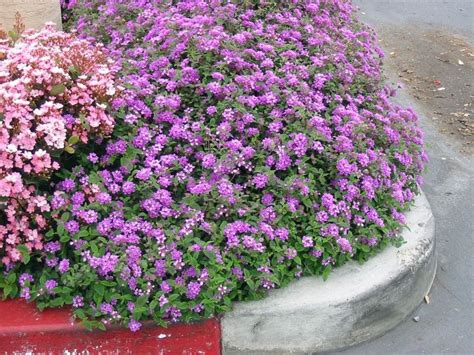 purple and pink flowers are growing in a cement planter