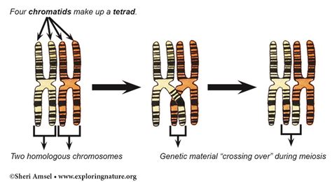 Crossing Over - Variation of Traits in Humans