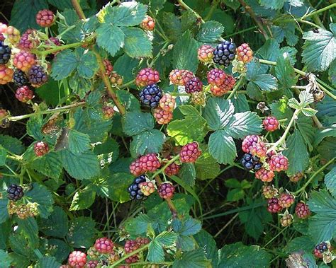 GardensOnline: Rubus fruticosus