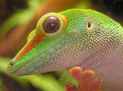 The Amazing Gecko: 20 Interesting Facts about the World’s Most Species ...