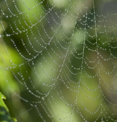 Spider Web Dew - a photo on Flickriver