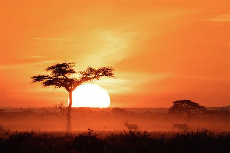 African Sunrise #6 Photograph by Ewa Jermakowicz - Fine Art America