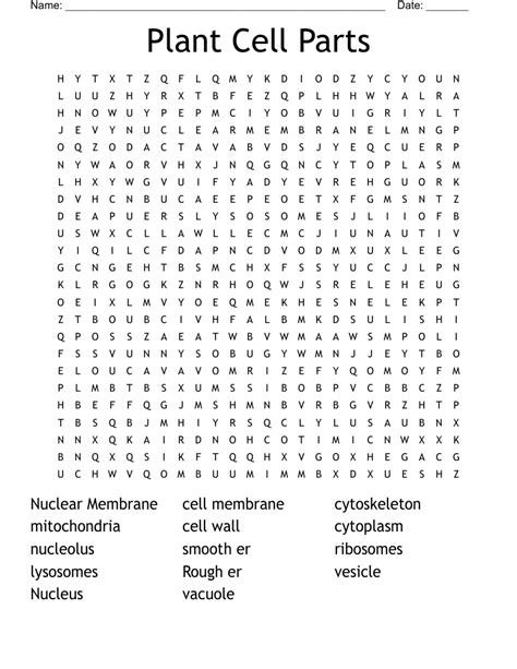 Parts Of A Plant Cell Word Search Plant Cell Nuclear Membrane Parts ...