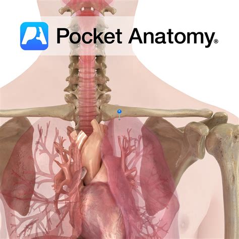 Apex of the lung - Pocket Anatomy