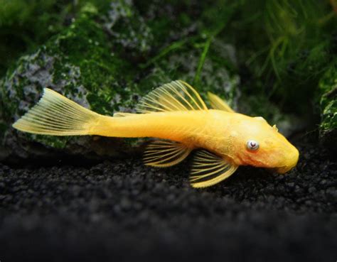 Bristlenose Pleco 2021 | Feeding, Habitat, and Breeding