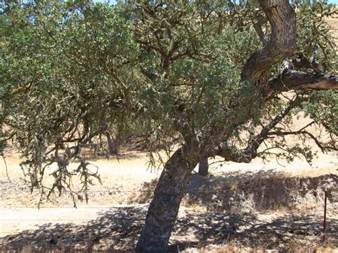 California live oak trees: valuable source of acorn meal for early ...