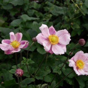 Anemone Japonica Pink - 9cm pot